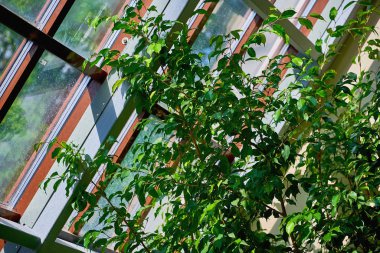 Evde tropik sera var. Çeşitli yeşil bitkilerle dolu güneşli bir iç mekan. Kapalı alanda doğal süs bitkileri. Çiçekli Botanik Bahçesi.