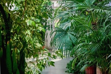 Evde tropik sera var. Çeşitli yeşil bitkilerle dolu güneşli bir iç mekan. Kapalı alanda doğal süs bitkileri. Çiçekli Botanik Bahçesi.