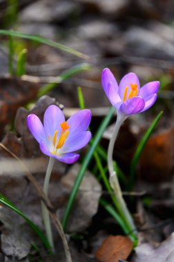 Çiçekli timsahlar veya mor yapraklı timsahlar (Bahar Crocus). Crocuslar ilkbaharın başlarında açan ilk bahar çiçekleridir..