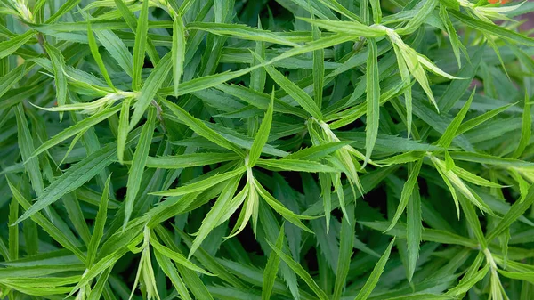 Beautiful Natural Background Green Leaves Similar Hemp — Stockfoto