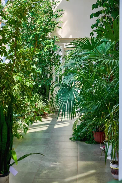 Invernadero Tropical Casa Interior Soleado Lleno Varias Plantas Verdes Plantas — Foto de Stock