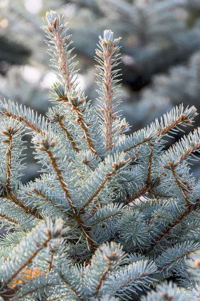 Background Texture Fir Branch Christmas Card Natural Spruce Branches Blue — Stock Photo, Image