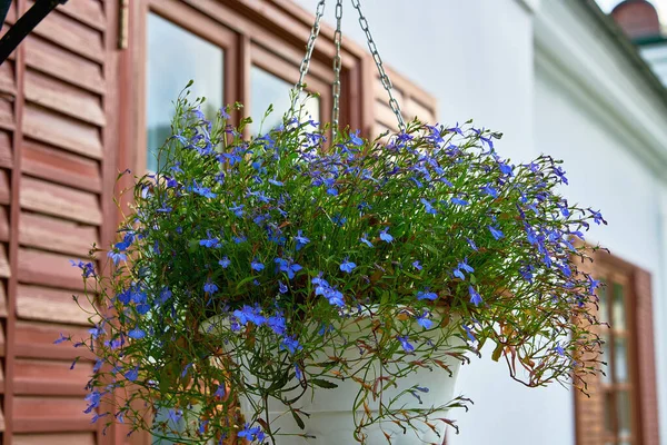 Piękne Niebieskie Kwiaty Wiszącej Doniczce Dekoracyjne Białe Doniczki Niebieskimi Kwiatami — Zdjęcie stockowe