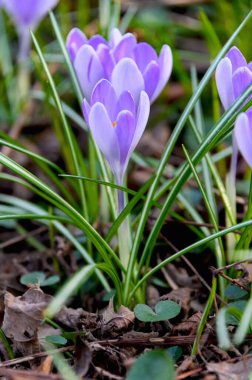 Çiçekli timsahlar veya mor yapraklı timsahlar (Bahar Crocus). Crocuslar ilkbaharın başlarında açan ilk bahar çiçekleridir..