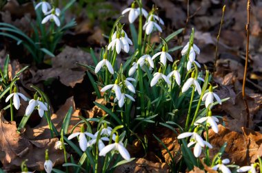 Kar yağışı veya yaygın kar damlası (Galanthus nivalis) çiçek açar. İlk bahar çiçeklerini karla yağdır. Çiçekler kıştan sonra açar..