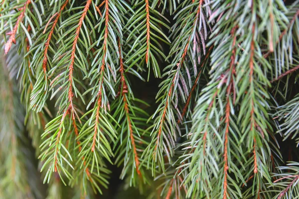 Pozadí Textury Smrkové Větve Pro Vánoční Přání Přírodní Smrkové Větve — Stock fotografie