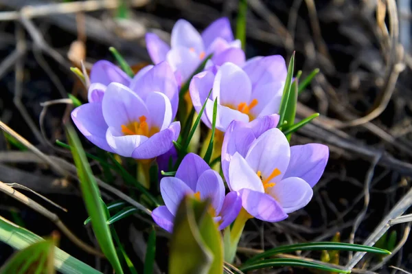 Flowering Crocuses Crocuses Purple Petals Spring Crocus Crocuses First Spring — Stock Photo, Image