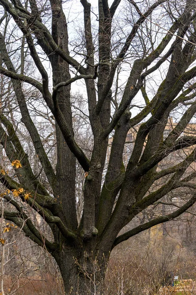 Grand Chêne Dans Parc Printemps Tronc Chêne Sans Feuilles — Photo