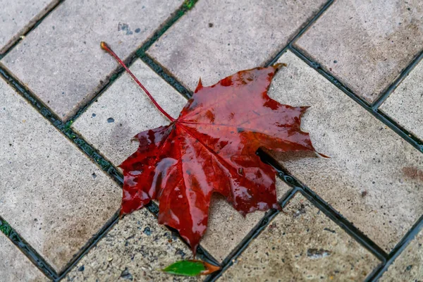 Gevallen Esdoorn Blad Regen Een Nat Spoor Close — Stockfoto