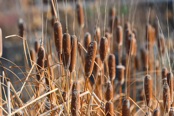 Thickets Dry Cattails Spring Flowers Seed Heads Cattails Sun Spring — Stockfoto