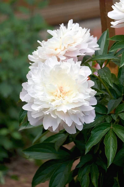 美しい白い花牡丹のクローズアップ 夏咲き牡丹 — ストック写真