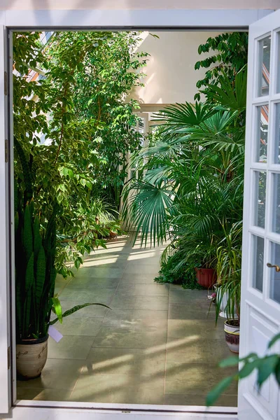 Evde tropik sera var. Çeşitli yeşil bitkilerle dolu güneşli bir iç mekan. Kapalı alanda doğal süs bitkileri. Çiçekli Botanik Bahçesi.