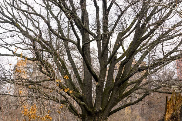 Grand Chêne Dans Parc Printemps Tronc Chêne Sans Feuilles — Photo