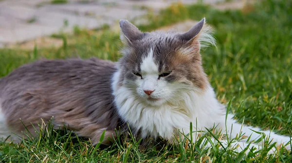 Сірий Кіт Лежить Зеленій Траві Кіт Вулиці Літній День — стокове фото