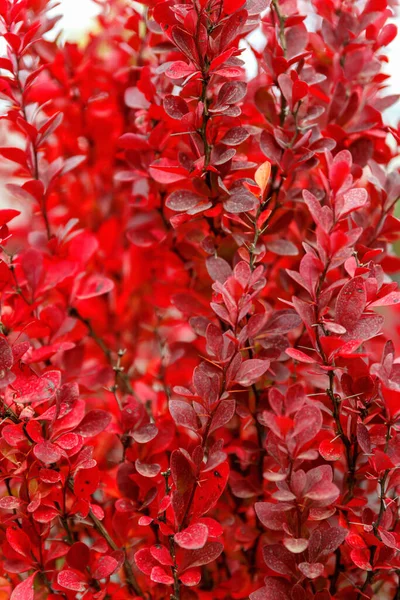 Bush Mit Roten Blättern Großaufnahme Natürlicher Natürlicher Hintergrund — Stockfoto
