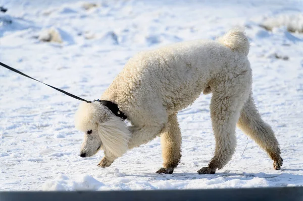 A white poodle walks on a leash. A dog walks in the snow in winter. Winter walk.