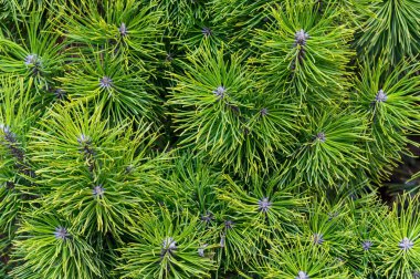 Noel kartı için bir ladin dalının arkaplan dokusu. Doğal ladin dalları.