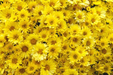 Yellow chrysanthemum background in autumn in October. Beautiful romantic floral background of chrysanthemums.