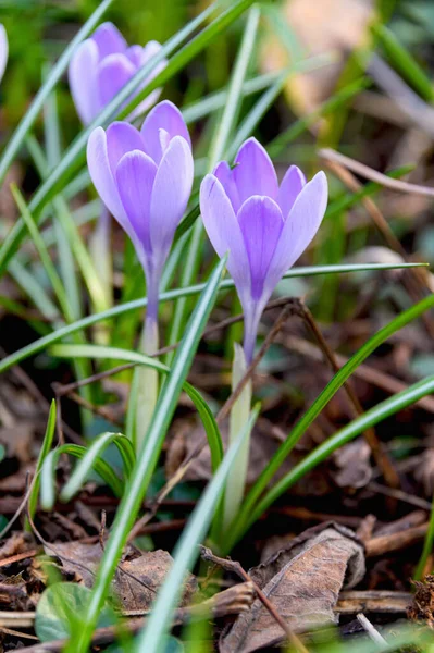 Flowering Crocuses Crocuses Purple Petals Spring Crocus Crocuses First Spring — Stock Photo, Image
