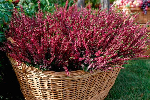 Mooie Rode Heide Bloemen Close Een Mandje Herfst Heide Bloemen — Stockfoto