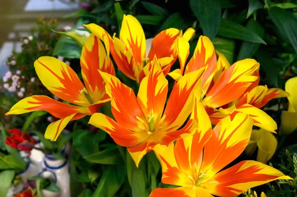 Группа Красивых Красных Желтых Тюльпанов Тюльпаны Солнце — стоковое фото