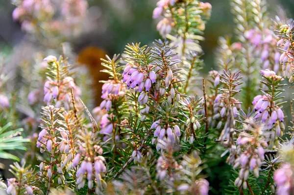 Fundo Natural Flor Heather Pequenas Flores Cor Rosa Foco Suave — Fotografia de Stock