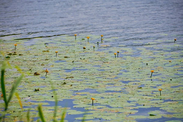 Летом Поверхности Озера Растут Красивые Водяные Лилии — стоковое фото