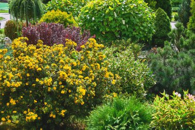 Parkta çiçek açan çalılar ve çiçeklerle süslü bir çiçek tarlası..