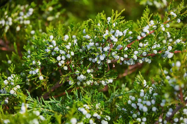 Örökzöld Borókaágak Bogyói Borókabogyó Közelkép — Stock Fotó