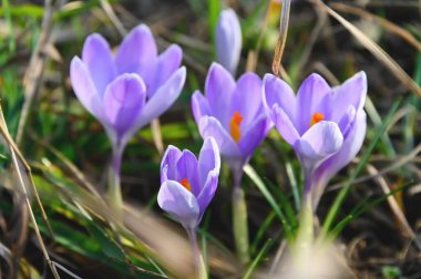 Çiçekli timsahlar veya mor yapraklı timsahlar (Bahar Crocus). Crocuslar ilkbaharın başlarında açan ilk bahar çiçekleridir..