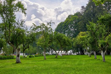 Yazın eski elma bahçesi. Elma ağaçları ve çimenler güneşli bir günde öğleden sonra.