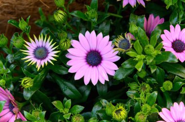 Güzel pembe Gerbera papatyası yakın plan. Narin pembe bir bahar çiçeği.