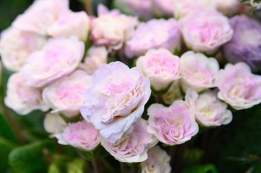 Güzel pembe bahçe gülleri. Pembe bahçe güllerinin doğal arka planı.