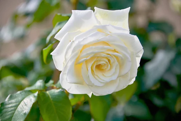 Una Bella Rosa Bianca Naturale Primo Piano Cespuglio Verde Fotografia Stock