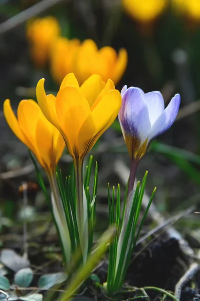 Flowering Crocuses Purple Yellow Petals Spring Crocus Crocuses First Spring — Stock Photo, Image