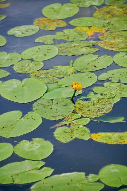 Güzel nilüferler yazın gölün yüzeyinde yetişir..
