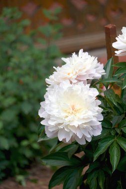 Güzel beyaz çiçek açan şakayık yakın plan. Yaz çiçekli şakayıklar.