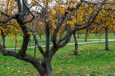 Sonbaharda elma bahçesi. Sonbaharda sarı yapraklı elma ağaçları.