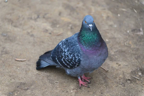 The pigeon walks freely on the path in the Park. Pigeon in the spring outdoors in the Park.