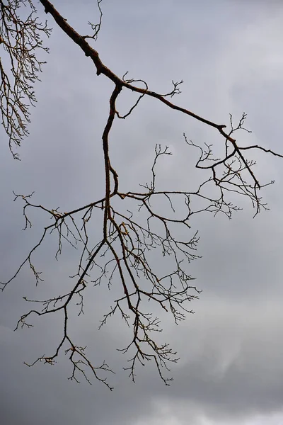 Une Seule Branche Morte Contre Ciel Nuageux — Photo