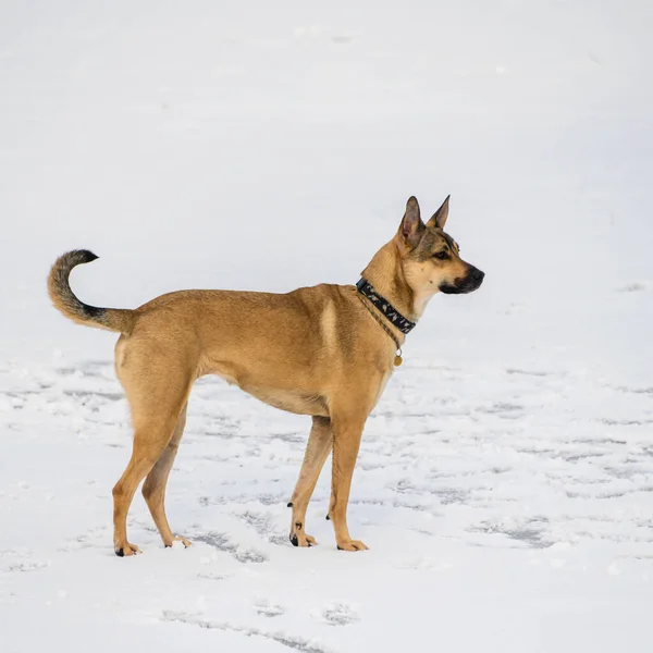 A large dog walks in the Park in winter. Portrait of a dog in winter.