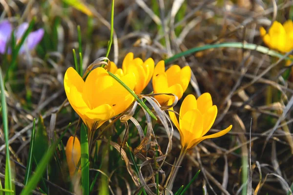 Crocos Floridos Com Pétalas Amarelas Spring Crocus Crocos São Primeiras — Fotografia de Stock