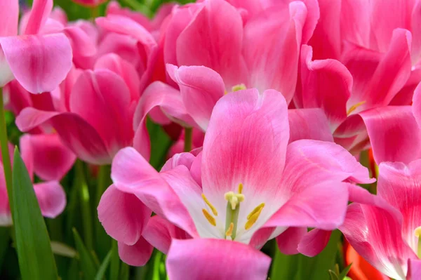 Группа Красивых Розовых Тюльпанов Тюльпаны Солнце Красивые Свежие Тюльпаны — стоковое фото