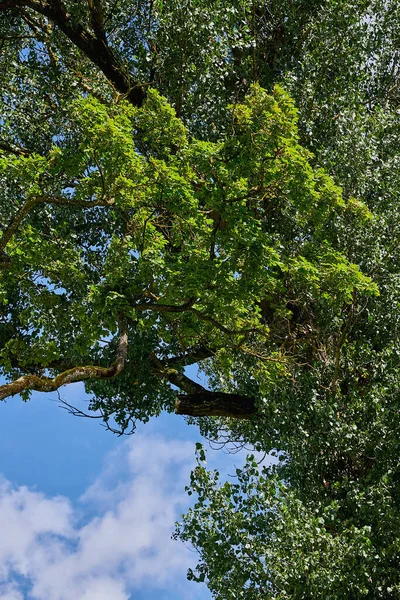 Des Branches Arbres Verts Contre Ciel Bleu Par Une Journée — Photo