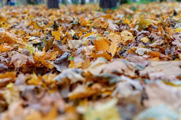 Gevallen Herfstbladeren Het Park Gele Bladeren Herfst — Stockfoto