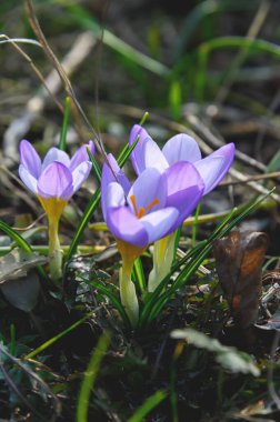 Çiçekli timsahlar veya mor yapraklı timsahlar (Bahar Crocus). Crocuslar ilkbaharın başlarında açan ilk bahar çiçekleridir..