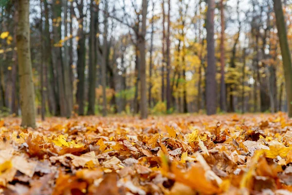 秋天森林落叶的宏观摄影 秋天的黄落叶 — 图库照片