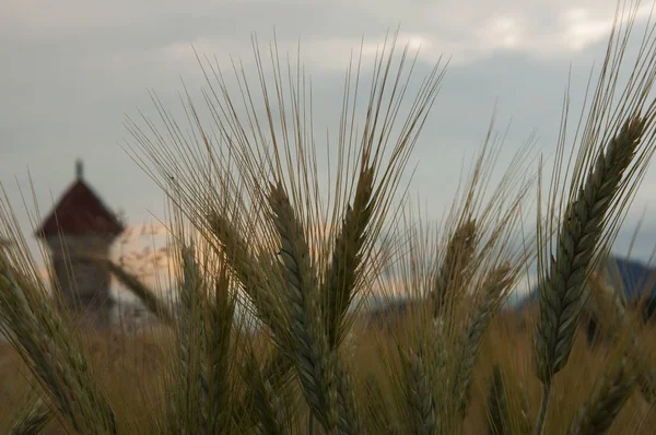 Sava Nehri yakınında alanında büyüyen buğday