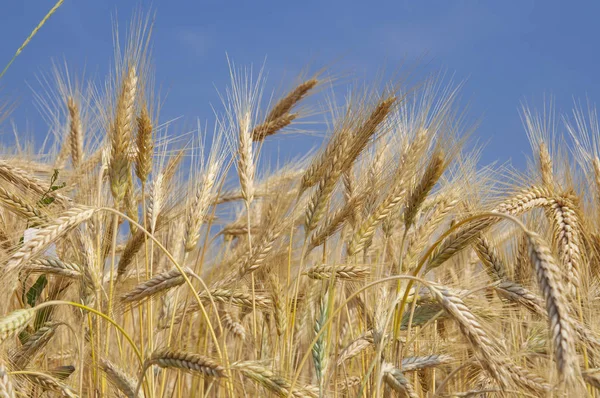 Sava Nehri yakınında alanında büyüyen buğday