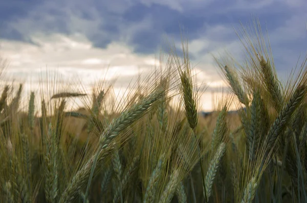 Sava Nehri yakınında alanında büyüyen buğday